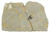 Fossil Leaf Beetle (Chrysomelidae) - France #290749-1